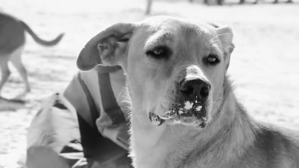 Kumsalda Holbox Adası Meksika Kumsalda Tatlı Kahverengi Bir Köpek — Stok video