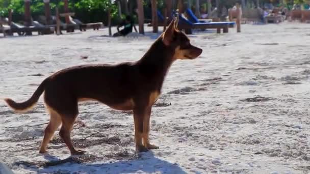 Meksykański Słodkie Zabawy Brązowy Rosyjski Zabawka Terrier Pies Plaży Piaskownica — Wideo stockowe