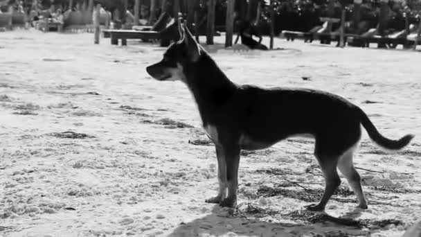 Mexikanische Niedliche Verspielte Braune Russische Spielzeug Terrier Hund Strand Sandbank — Stockvideo