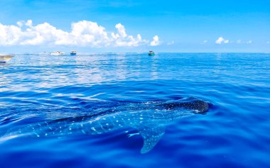 Cancun Quintana Roo Mexico 'da tekne turunda büyük güzel balina köpekbalıkları su yüzeyinde yüzer..