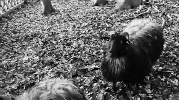 Aranyos Kecskék Juhok Szarvakkal Agancs Szőrme Bőr Egy Gazdaságban Brgerpark — Stock videók