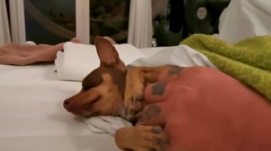 Quintana Roo Mexico 'daki Holbox Adası' nda uyuyabilmek için köpeği sevgiyle okşa..
