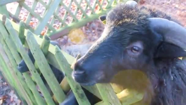 Cute Small Goat Goats Sheep Horns Antlers Fur Skin Farm — Vídeos de Stock