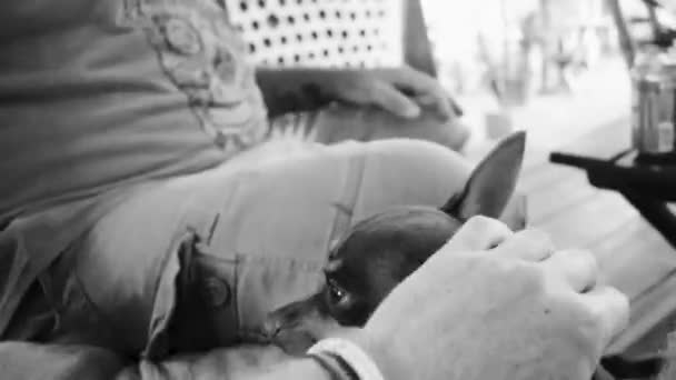 Holbox Quintana Roo Mexico December 2021 Lovingly Caress Dog Sleep — Stockvideo