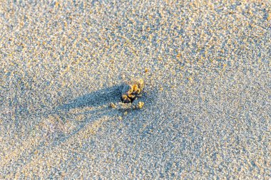 Küçük kum yengeci, Zicatela Puerto Escondido Oaxaca 'daki kumsalda kazı yapıyor..