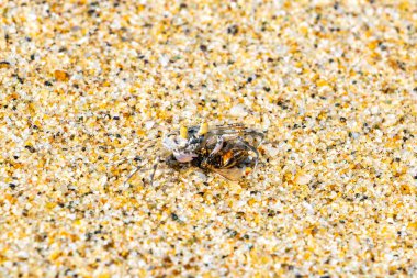 Minik kumsal yengeci sürüsü Zicatela Puerto Escondido Oaxaca 'daki kumsalda uçan arı böceği yer..
