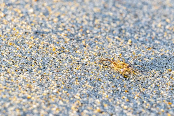 Tiny sand crab beach crab run and dig around on the beach sand in Zicatela Puerto Escondido Oaxaca Mexico.