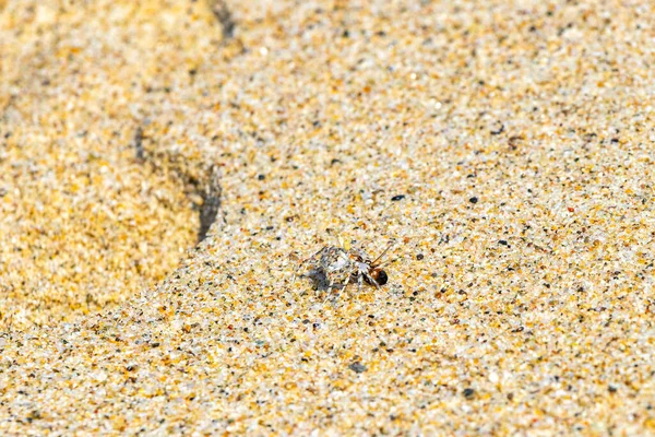 Tiny sand crab beach crab drags eats a fly bee insect on the beach sand in Zicatela Puerto Escondido Oaxaca Mexico.