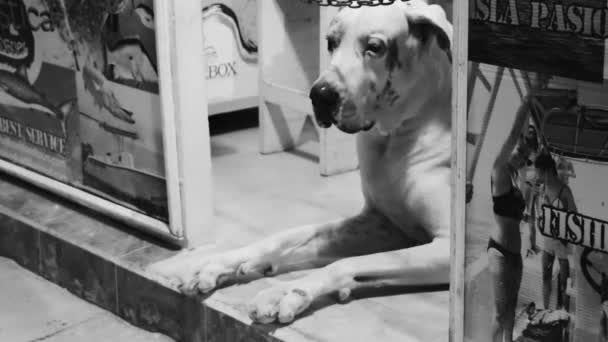Holbox Quintana Roo Mexico December 2021 Huge Dog Lying Store — Stock videók