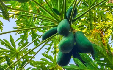 Zicatela Puerto Escondido Meksika 'da tropikal doğada güzel papaya ağacı.