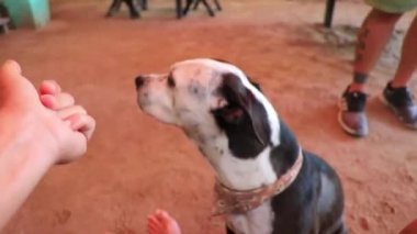 Holbox Quintana Roo Mexico 22. December 2021 Good friendly dog gives paw and lets you pet him on Isla Holbox island in Quintana Roo Mexico.