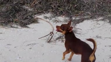 Meksikalıların sevimli kahverengi Rus oyuncak köpeği kumsalda ve Holbox Adası Meksika 'da deniz yosununda.