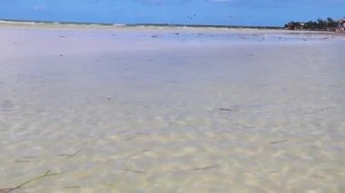 Doğal manzara manzarası güzel Holbox adası kumsalı ve kumsalı Quintana Roo Mexico 'da turkuvaz su ve mavi gökyüzü.