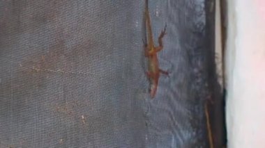 Small pink gecko lizard crawls up net on Isla Holbox island in Quintana Roo Mexico.