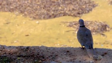 City pigeons birds run on the street in Voula Vouliagmeni Attica Greece.