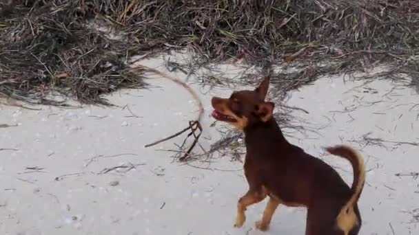 メキシコのかわいい遊び心のある茶色のロシアのおもちゃのテリア犬ビーチサンドバンクとホルボックス島の海藻メキシコ — ストック動画