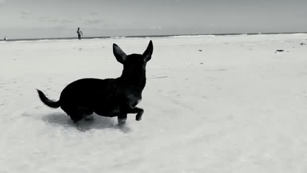 Mexicano Bonito Brincalhão Marrom Russo Brinquedo Terrier Cão Praia Sandbank — Vídeo de Stock