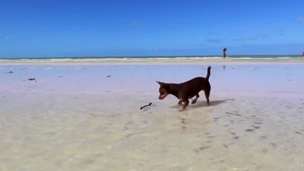 Mexican Cute Playful Brown Russian Toy Terrier Dog Beach Sandbank — Stock Video