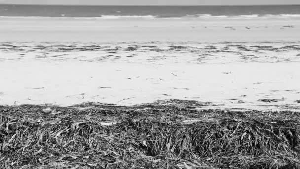 Panorama Landscape View Beautiful Holbox Island Sandbank Beach Waves Turquoise — Vídeo de Stock