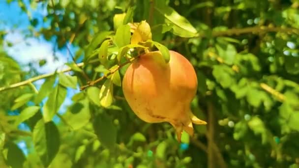 Pomegranate Pomegranates Grow Tree Zicatela Puerto Escondido Oaxaca Mexico — Stock Video