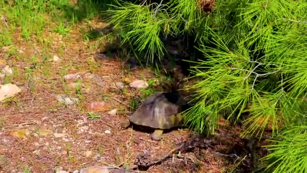 Tortoise Crawling Forest Floor Voula Vouliagmeni Attica Greece — Wideo stockowe