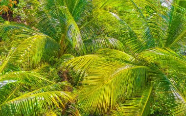 Zicatela Puerto Escondido Oaxaca Meksika 'da Hindistan cevizi ve mavi gökyüzü arka planlı tropik doğal Meksika palmiyesi..