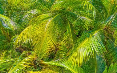 Zicatela Puerto Escondido Oaxaca Meksika 'da Hindistan cevizi ve mavi gökyüzü arka planlı tropik doğal Meksika palmiyesi..