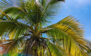 Zicatela Puerto Escondido Oaxaca Meksika 'da Hindistan cevizi ve mavi gökyüzü arka planlı tropik doğal Meksika palmiyesi..