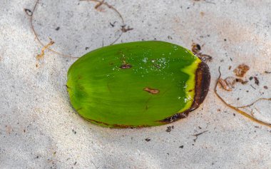 Old fallen coconut lies on the beach and rots away in Playa del Carmen Quintana Roo Mexico.