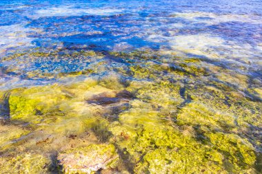 Turquoise green blue water with stones rocks corals at beach in Playa del Carmen Quintana Roo Mexico.