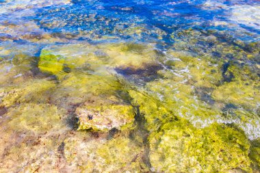Turquoise green blue water with stones rocks corals at beach in Playa del Carmen Quintana Roo Mexico.