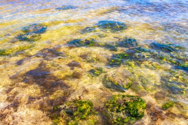Turquoise green blue water with stones rocks corals at beach in Playa del Carmen Quintana Roo Mexico.
