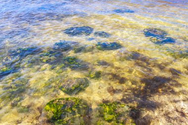 Turquoise green blue water with stones rocks corals at beach in Playa del Carmen Quintana Roo Mexico.
