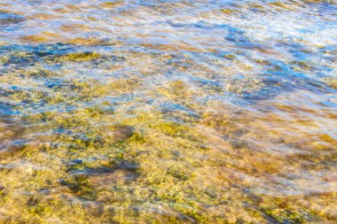 Turquoise green blue water with stones rocks corals at beach in Playa del Carmen Quintana Roo Mexico.