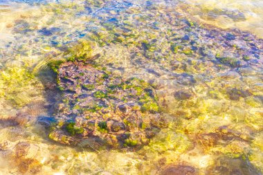 Turquoise green blue water with stones rocks corals at beach in Playa del Carmen Quintana Roo Mexico.