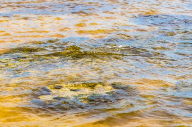 Turquoise green blue water with stones rocks corals at beach in Playa del Carmen Quintana Roo Mexico.