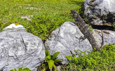 Antik Tulum 'daki kayalıklardaki dev Iguana kertenkele hayvanı, Tulum Mexico' daki tropik doğal orman palmiyesi ve deniz manzarasında tapınak kalıntıları ve eserlerle Maya bölgesini harabeye çeviriyor..