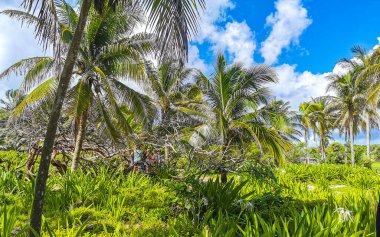 Hindistan cevizi ve mavi gökyüzü arka planına sahip tropik doğal Meksika palmiyesi Tulum Meksika 'daki arkeolojik alanı harap ediyor..