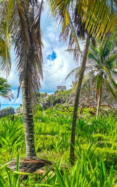 Hindistan cevizi ve mavi gökyüzü arka planına sahip tropik doğal Meksika palmiyesi Tulum Meksika 'daki arkeolojik alanı harap ediyor..