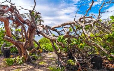 Antik Tulum 'daki tropikal doğal orman palmiye ağaçlarındaki doğa yürüyüşü yolu Tulum Meksika' daki tapınak kalıntılarıyla Maya bölgesini harabeye çeviriyor..