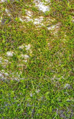 Playa del Carmen Quintana Roo Meksika 'daki tropik tırmanış tesisleriyle dolu bir duvar..