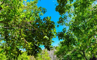 Tropical natural jungle forest palm trees at the ancient Tulum ruins Mayan site with temple ruins pyramids in Tulum Mexico.
