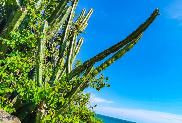 Tropical mexican cacti cactus jungle plants trees and natural forest panorama view in Zicatela Puerto Escondido Oaxaca Mexico.