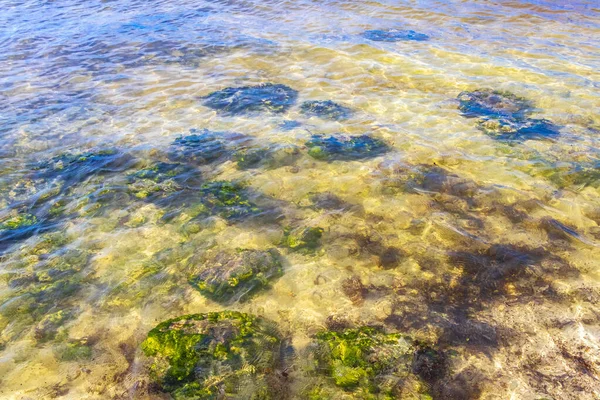 Turquoise green blue water with stones rocks corals at beach in Playa del Carmen Quintana Roo Mexico.