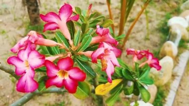 Mor pembe ve kırmızı çiçek çiçekleri ve bitkiler tropikal bahçe ormanlarında ve Zicatela Puerto Escondido Oaxaca Meksika 'da doğa.