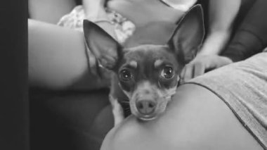 Lovely mexican brown russian toy terrier dog while he is happy and funny in the car in Solferino Lazaro Cardenas in Quintana Roo Mexico.