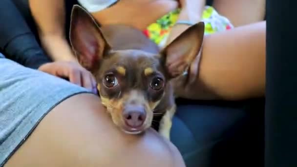 Lovely Mexican Brown Russian Toy Terrier Dog While Happy Funny — Stockvideo