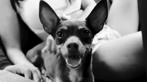 Lovely Mexican Brown Russian Toy Terrier Dog While Happy Funny — Vídeo de Stock
