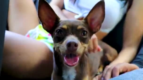 Lovely Mexican Brown Russian Toy Terrier Dog While Happy Funny — Αρχείο Βίντεο