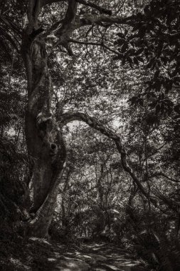 Black and white picture of Tropical natural jungle forest with big trees hiking trail and path to Praia Lopes Mendes on the big tropical island Ilha Grande in Angra dos Reis Rio de Janeiro Brazil.
